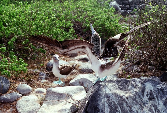 [http://inauspicious.org/photos/films/035/11/blue-footed-booby-skypointing-11.3.jpg]